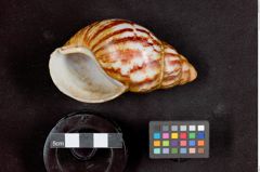 Foto (hinten) von Ausreckmesser (Streichmesser) (NHMW-ZOO-MO-0081100-ETH-135)
